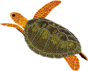 Turtle, Small