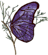 Blue Butterfly, Side View