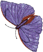 Blue Butterfly, top view