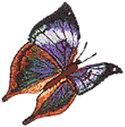 Deadleaf Butterfly