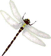3-D Straight Body Dragonfly & Wings