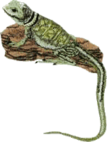 Collard Lizard 2