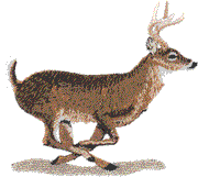 White-tailed Buck, Running