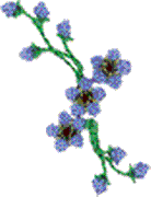 Forget-Me-Nots Spray