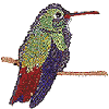 Rufous-tail Hummingbird