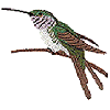 Shear-tail Hummingbird