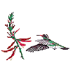 White-eared Hummingbird with Coral Bean Flower