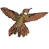Woodstar Hummingbird, back