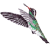 White-eared Hummingbird