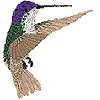 Azure Hummingbird