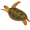 Turtle, large