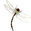 3-D Dragonfly curved Body & Wings