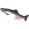 Coho Salmon