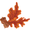 Oak Leaves with Acorns