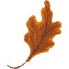 Oak Leaf 1