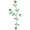 Delicate Rosebuds