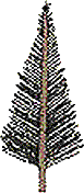 Tree 2 (c)