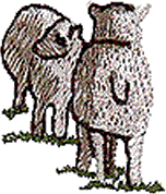 Background Sheep