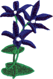 Blue China Orchid