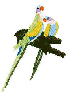Princess Parrots