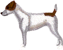 Jack Russell Terrier 