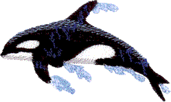 Pocket Topper Killer Whale