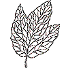 Leaf 1, Skeleton (a)