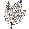 Leaf 1, Skeleton (b)