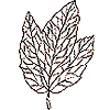 Leaf 1, Skeleton (c)