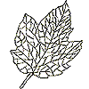 Leaf 2, Skeleton (a)