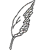 Leaf 3, Skeleton (b)