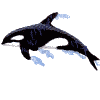 Pocket Topper Killer Whale