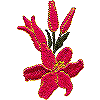 1 Lily Flower, 3 Buds