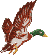 Mallard Duck AN05