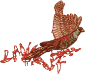 Pheasant, An3