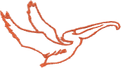 Pelican outline