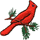 Cardinal on pine branch