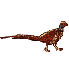 Pheasant AN2N04