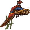 Pheasant, An4