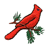 Cardinal on pine branch