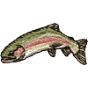 Small Rainbow Trout