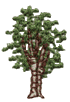 Aspen/Birch Tree