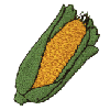 Corn in Husk