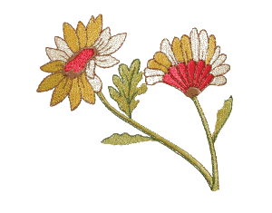 Two Daisies 