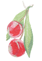 Cherry stem 
