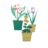 Flowers and pots