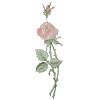 Rose stem
