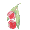 Cherry stem 