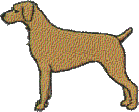 Labrador with 1/4 tail