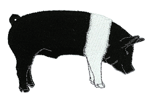 Black and White Pig